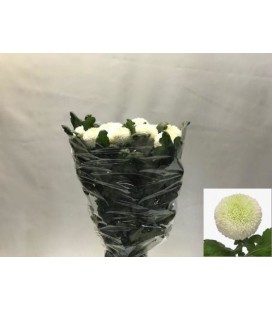 Chrysantheme G Boris Becker 