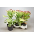 Kalanchoe Red Lips pot de 17 h 28
