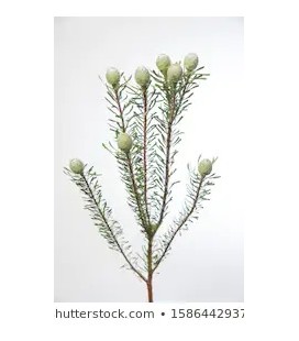 Leucadendron Galpinii 30 cm la bott