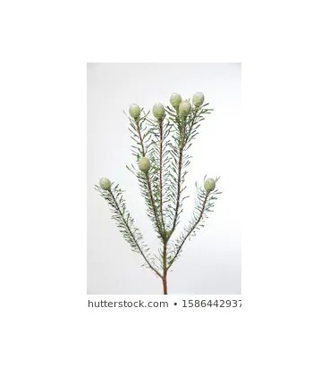 Leucadendron Galpinii 45 cm