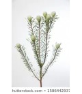 Leucadendron Galpinii 45 cm