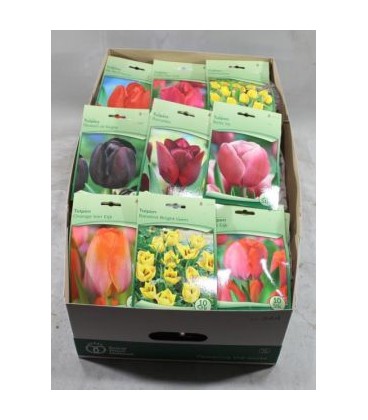 Bulbes Tulipe  ( Le Sachet )
