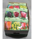 Bulbes Tulipe  ( Le Sachet )