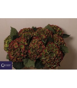 Hortensia Mag opal cl 60 cm