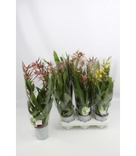 Brassia Summer dream Ø 12