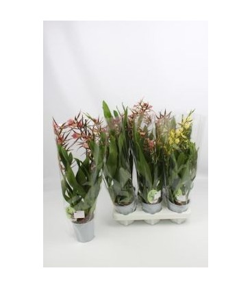 Brassia Summer dream Ø 12 