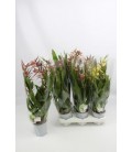 Brassia Summer dream Ø 12