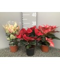 Poinsettia Ø 10.5