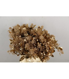 Skimmia teinté  Vieux Or