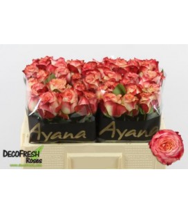 Rose Attraction 50 cm