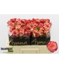 Rose Attraction 50 cm