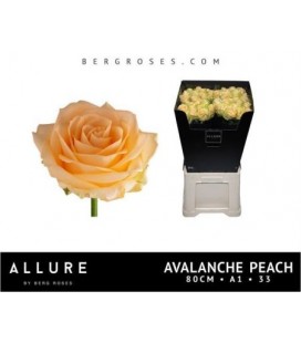 Rose Avalanche Peach 80 cm