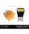 Rose Avalanche Peach 80 cm
