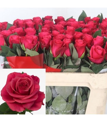 Rose Tacazzi 35 cm