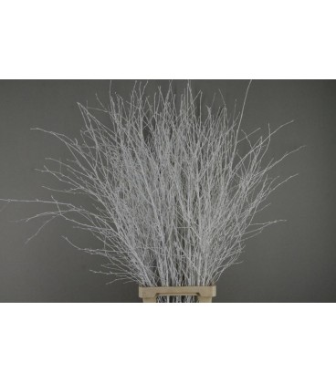 Bouleau Blanc 1.20m (bottillon)