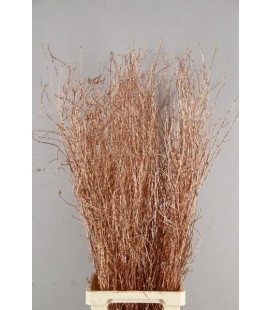 Bouleau Copper+paill 1.20m ( botti)
