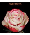 Rose Equateur Sweetness 50 cm x25