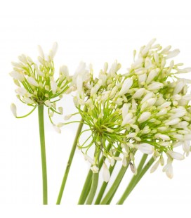 Agapanthe blanche 75 cm