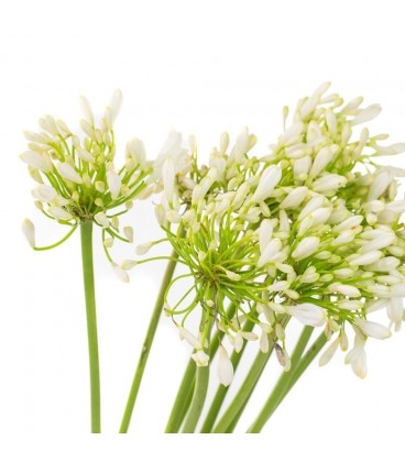 Agapanthe blanche 70 cm