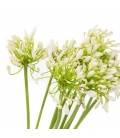 Agapanthe blanche 70 cm