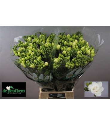Freesia Essence 