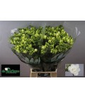 Freesia Essence 