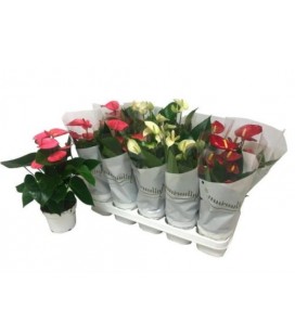 Anthurium mix 3 coul Ø 14