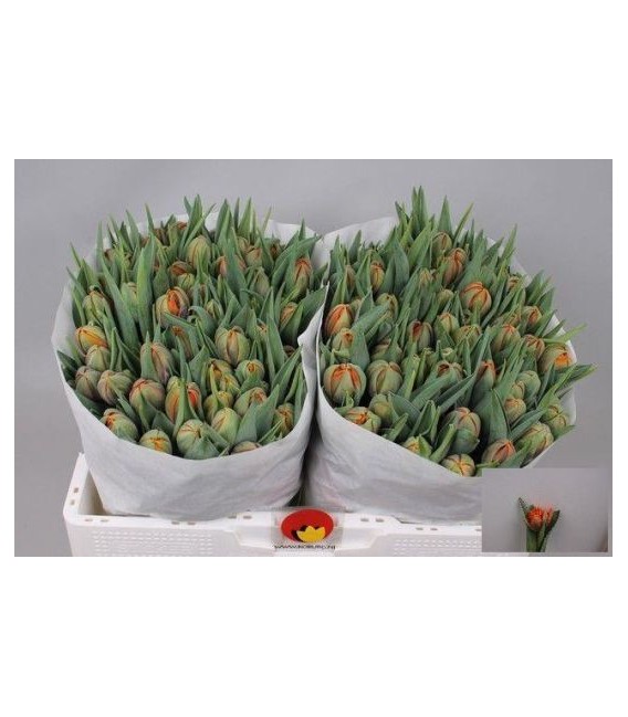 Tulipe Double Orange Princesse 