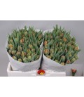 Tulipe Double Orange Princesse 