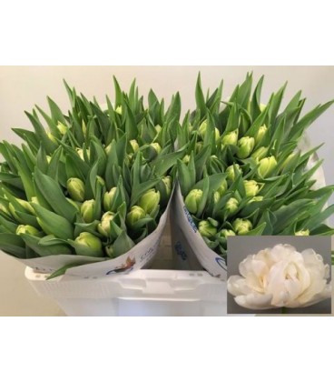 Tulipe double Avant garde