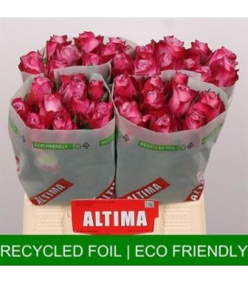 Rose Deep Purple 40 cm