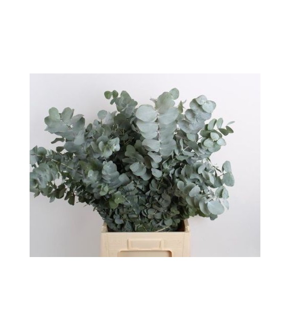 Eucalyptus cinerea 60 cm 200g