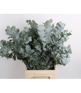 Eucalyptus cinerea  70 cm 200 g