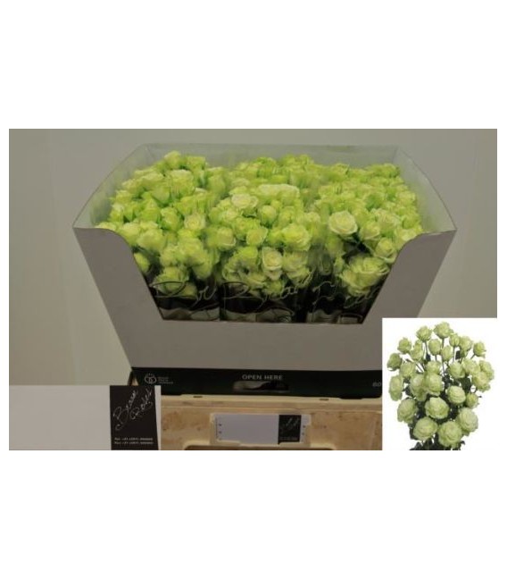 Rose Branchue Green Glow 60 cm