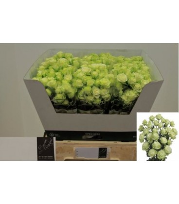 Rose Branchue Green Glow 60 cm