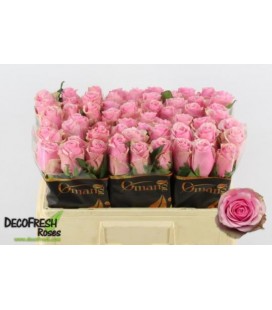 Rose Celeb 50 cm