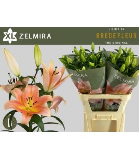 Lys Zelmira salmon 95 cm