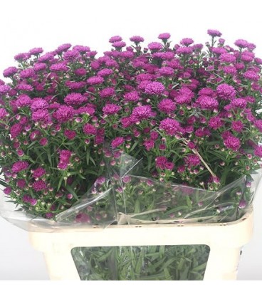 Aster Flash 60 cm