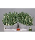 Tulipe White Prince