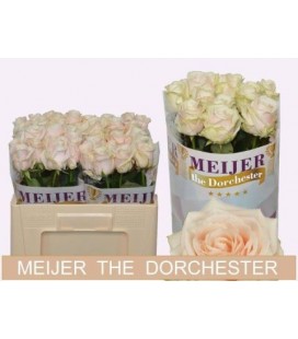 Rose Dorchester 50 cm