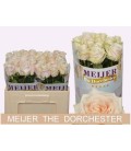 Rose Dorchester 50 cm