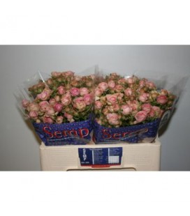 Rose Branchues Pepita 50 cm