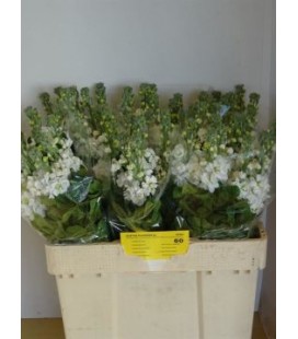 Giroflée Mathilda white 55 cm