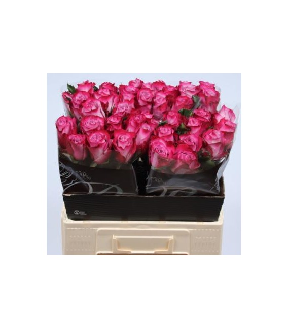 Rose Deep purple 60 cm