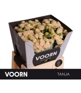 Rose Branchue Tanja 60 cm