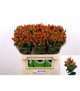 Hypericum Tomato Flair 50 cm