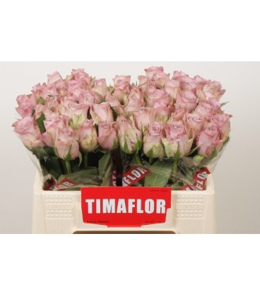 Rose Memory Lane 35 cm