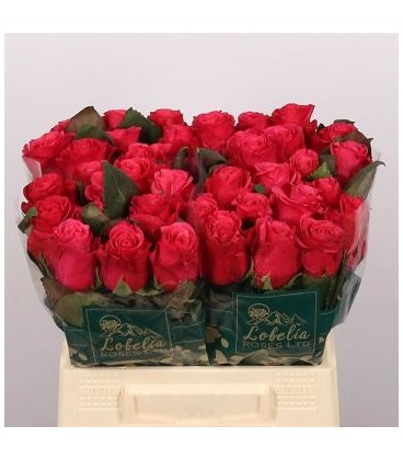 Rose Tacazzi+   40 cm