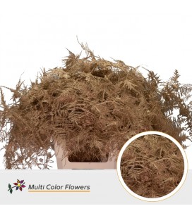 Asparagus teinté Or Antik 55 cm