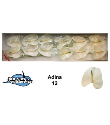 Anthurium Adina par 12 diam 13 cm